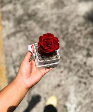Rosa preservada