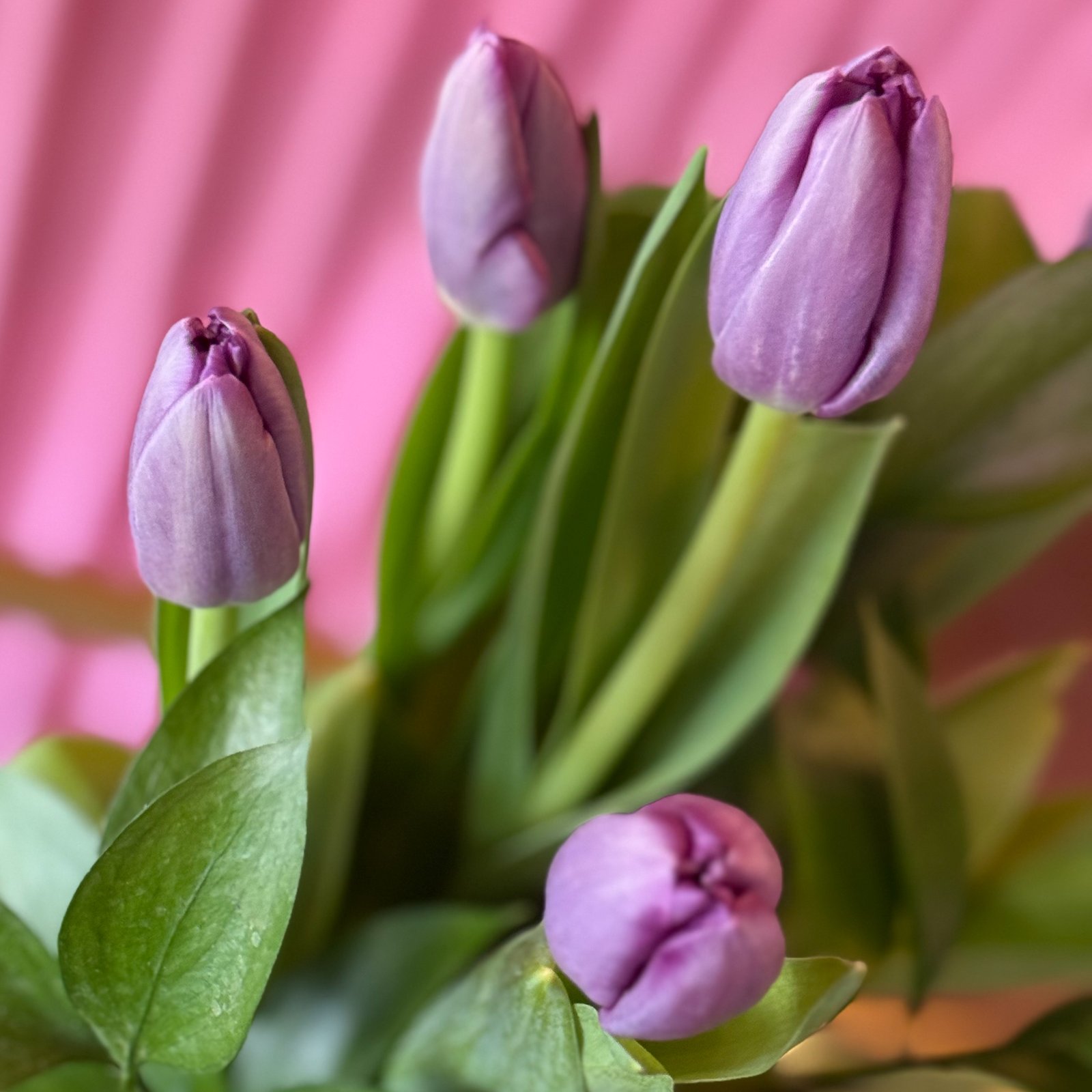 TULIPANES